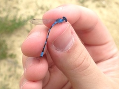 Enallagma carunculatum