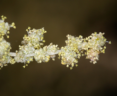 Atriplex torreyi torreyi