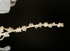 Atriplex torreyi torreyi