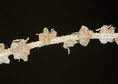 Atriplex torreyi torreyi