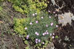 Dianthus hypanicus