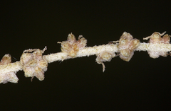 Atriplex torreyi torreyi