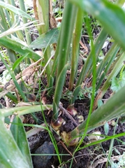 Zingiber officinale