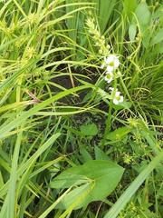 Sagittaria brevirostra