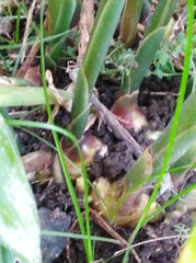 Zingiber officinale
