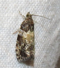 Olethreutes permundana