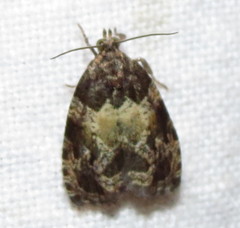 Olethreutes permundana