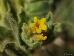 Alkanna orientalis