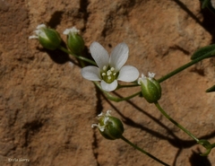 Arenaria libanotica