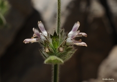 Stachys ehrenbergii