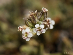 Bolanthus hirsutus