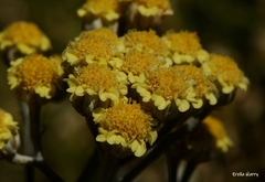 Tanacetum densum