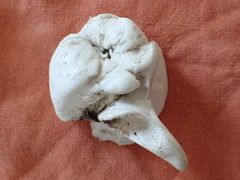 Phoca vitulina