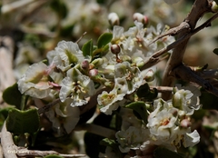 Atraphaxis billardierei