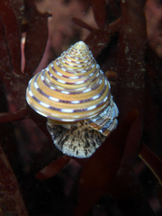 Calliostoma tricolor