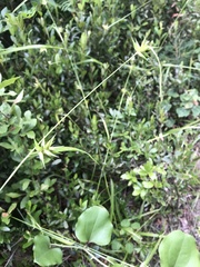 Carex folliculata
