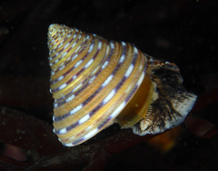 Calliostoma tricolor
