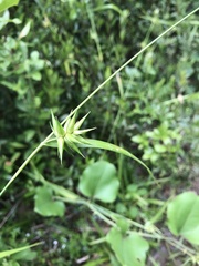 Carex folliculata