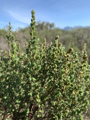 Cliffortia polygonifolia