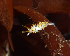 Diaphoreolis lagunae