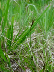 Carex leporina
