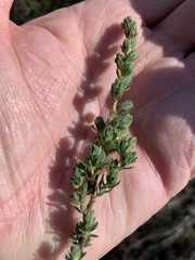 Cliffortia polygonifolia