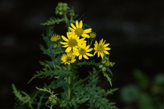 Senecio chrysanthemoides