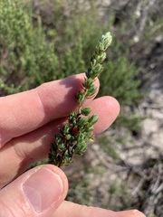 Cliffortia polygonifolia