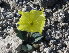 Oenothera brachycarpa