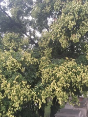 Koelreuteria paniculata