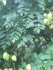 Koelreuteria paniculata