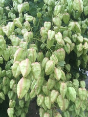 Koelreuteria paniculata