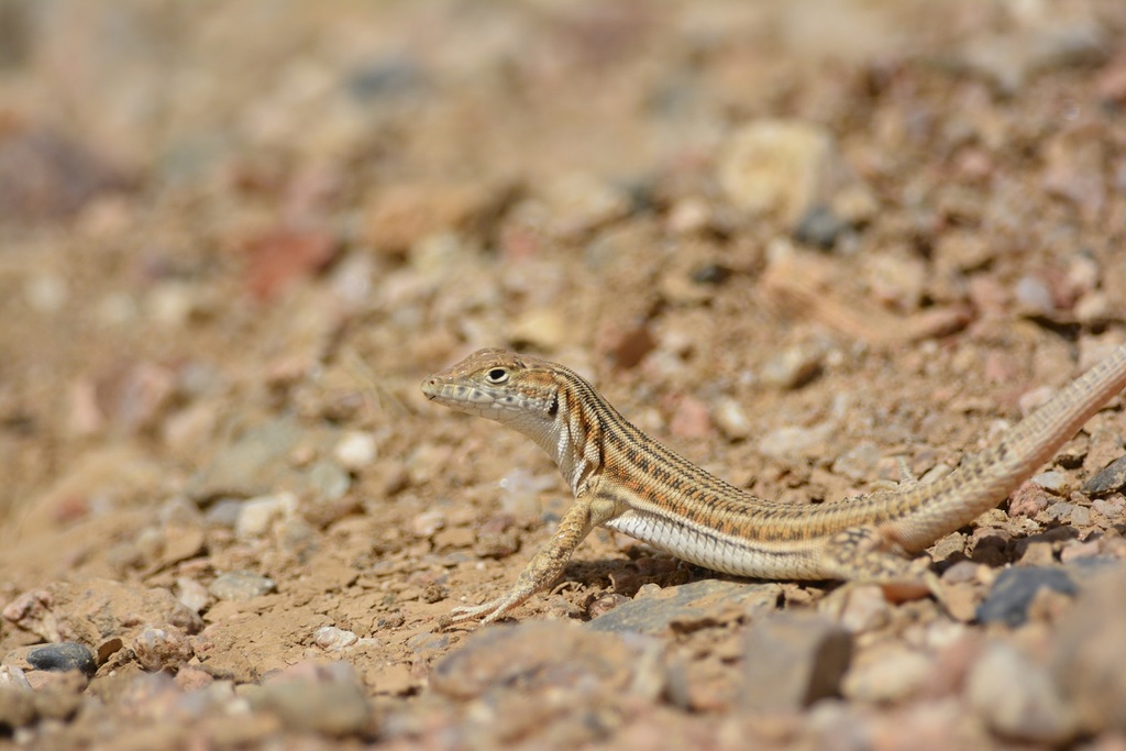 Fin lizard | Fiction Taxonomy Wiki | Fandom