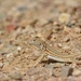 Acanthodactylus boskianus asper - Photo (c) Karim Haddad,  זכויות יוצרים חלקיות (CC BY), הועלה על ידי Karim Haddad