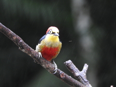 Melanerpes flavifrons