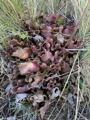 Sarracenia purpurea venosa