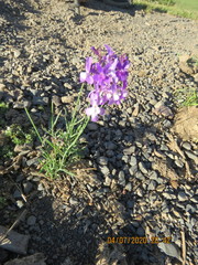 Linaria elegans