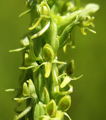 Platanthera limosa
