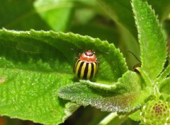 Kuschelina tenuilineata
