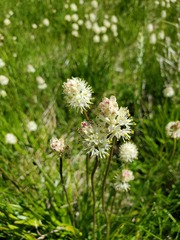 Triantha occidentalis occidentalis