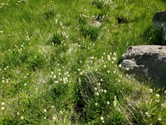 Triantha occidentalis occidentalis