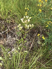 Sericocarpus asteroides