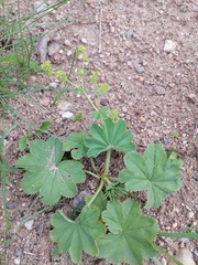 Alchemilla propinqua
