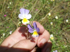 Viola × contempta