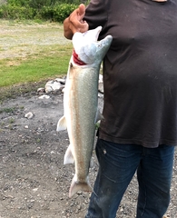 Salvelinus confluentus