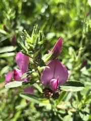 Ononis spinosa austriaca