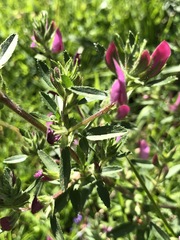 Ononis spinosa austriaca