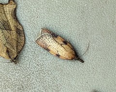 Sparganothis xanthoides