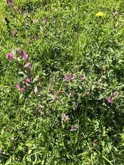 Ononis spinosa austriaca