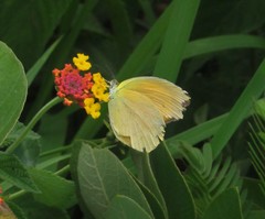 Pyrisitia dina